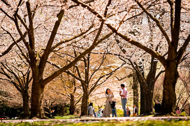 A family makes photographs beneath the cherry blossoms at the Fairmount Park Horticulture Center in 2022.