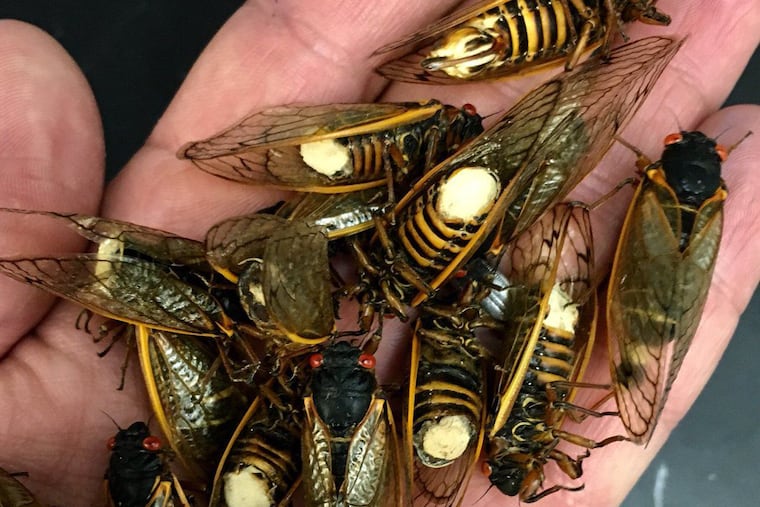 Periodic cicadas infected with the Massospora cicadina fungus, which grows from their abdomen.