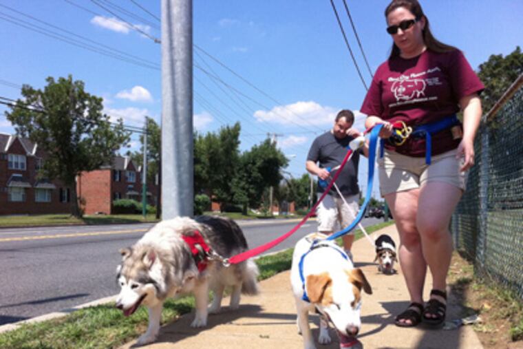 Karen Belfi, president of the Blind Dog Rescue Alliance, takes two dogs for a walk, including Pete (center), a blind beagle-mix rescued after being shot. Behind her is her husband, Eric Belfi, with a foster dog, Mabel. (Bob Moran / Staff)