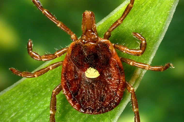The bite of the lone star tick is associated with a rare meat allergy called Alpha-gal Syndrome.