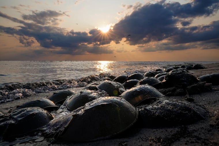 FILE - Horseshoe crabs sit at Reeds Beach in Cape May Court House in June 2023.