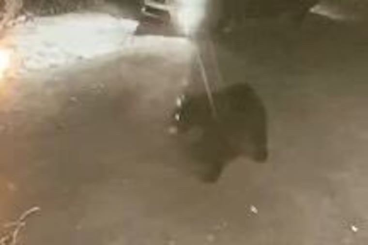 A surveillance camera caught this bear roaming around a neighborhood in Villanova.