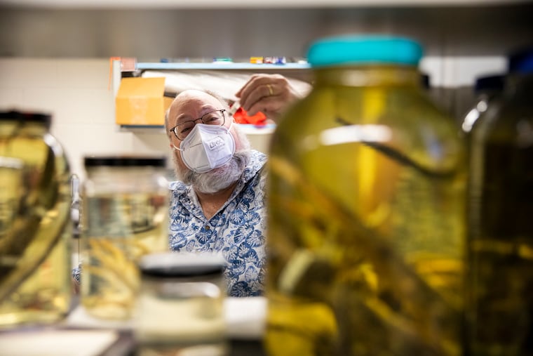 Biologist Aaron Bauer has samples from thousands of reptiles in his lab at Villanova University. He recently helped to identify a new species, a 110 million-year-old lizard trapped in amber at a mine in Myanmar.