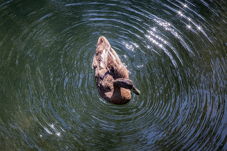 A duck surrounded by reflective rings at it swims in the Wissahickon.