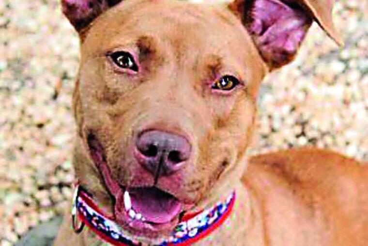 Jackie is enthusiastic, active, and playful.