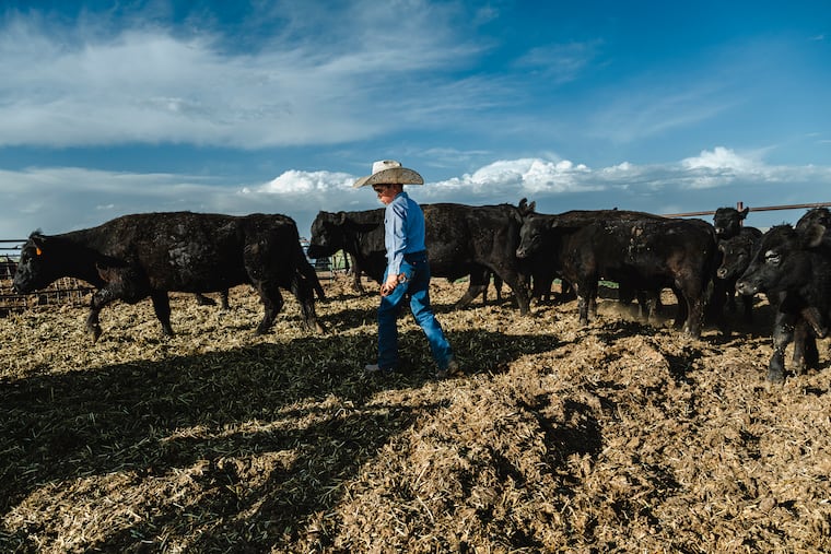FILE — A cattle ranch in Moriarty, N.M, on June 1, 2025. Beijing granted permission on Thursday for hundreds of American slaughterhouses to resume beef shipments to China, 14 months after Chinese officials had signaled displeasure with President Trump’s initial tariffs by allowing the industrial facilities’ licenses to expire. (Meridith Kohut/The New York Times)