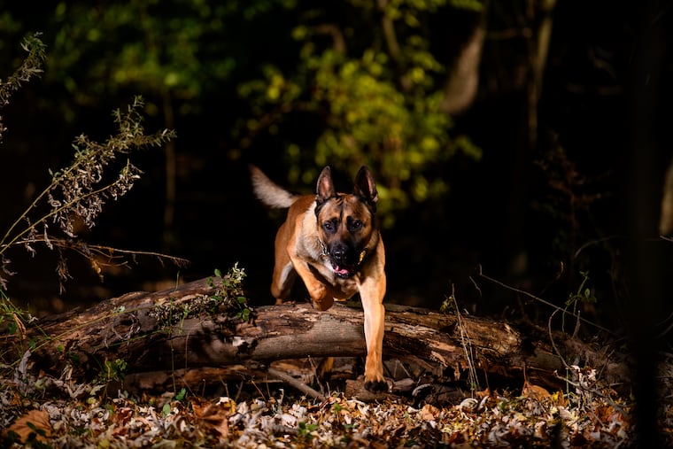 "Rom," a tracking dog with the Pennsylvania State Trooper K-9 unit, clears a fallen tree during a portrait shoot in Oaks, Pa., following a recognition ceremony at the National Dog Show on Saturday, November 18, 2023.