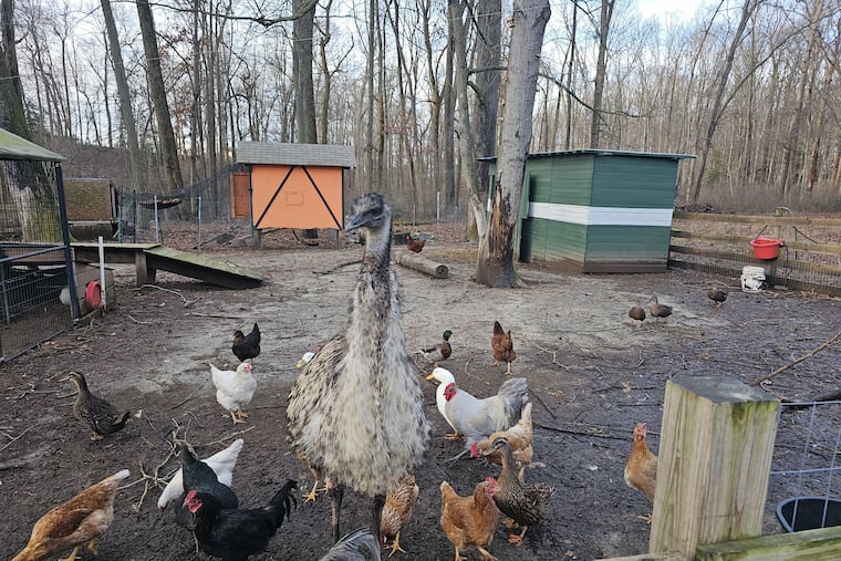 Maleficent, the emu, is reunited with her friends in Pilesgrove, Salem County, after a nearly one-week escape.