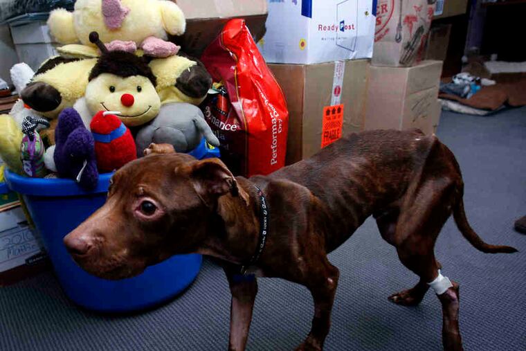 The pit-bull puppy Patrick walks near gifts donated to him as he recovers at an animal hospital. He was found in a trash chute.