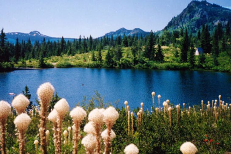 The Sawtooth Huckleberry Fields are shown in the Gifford Pinchot National Forest in Idaho in this undated photo. Within a decade, a new hybrid resembling the most mouthwatering of the Gifford Pinchot National Forest's 12 huckleberry varieties may well be growing as abundantly as raspberries in Clark County's fields, researchers say. (AP Photo/National Park Service)