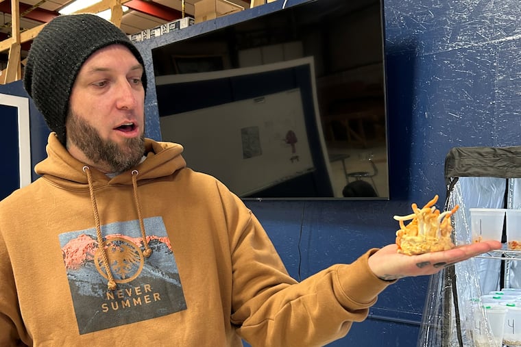 Shawn Cox, a co-founder of Activated Brands in Arvada, Colorado, grows and extracts compounds from Cordyceps, the mushroom pictured. The compounds are believed to boost energy and circulation. (Kate Ruder for KFF Health News)