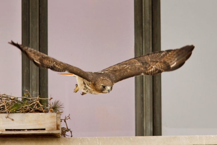 A red-tailed hawk leaves its nest on a ledge of the Franklin Institute. (Michael S. Wirtz / Staff Photographer)