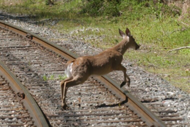 Pennsylvania State Senators voted 36 to 14 on Wednesday for a bill that would permit hunting on one Sunday during deer rifle season, one during deer archery season, and on a third day.