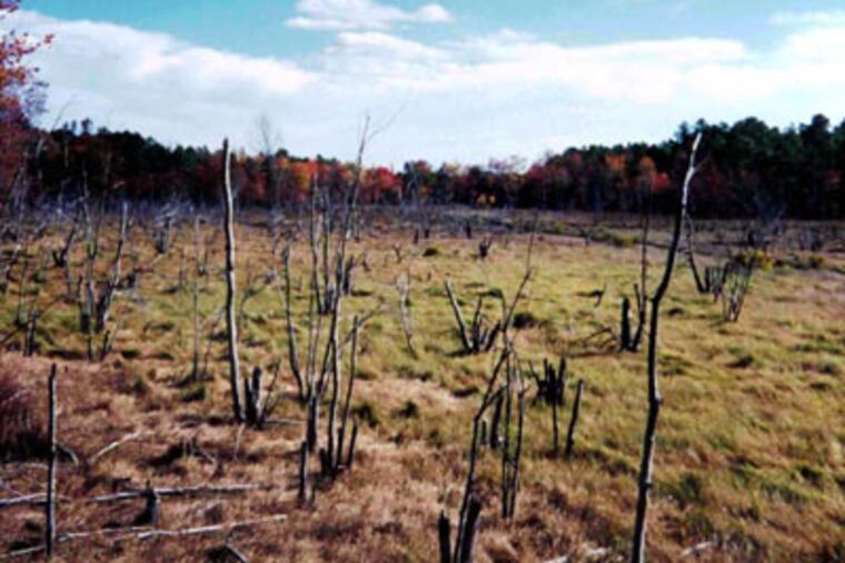 Magnolia Road bogs (Photo by: John Bunnell from http://www.nj.gov/pinelands)