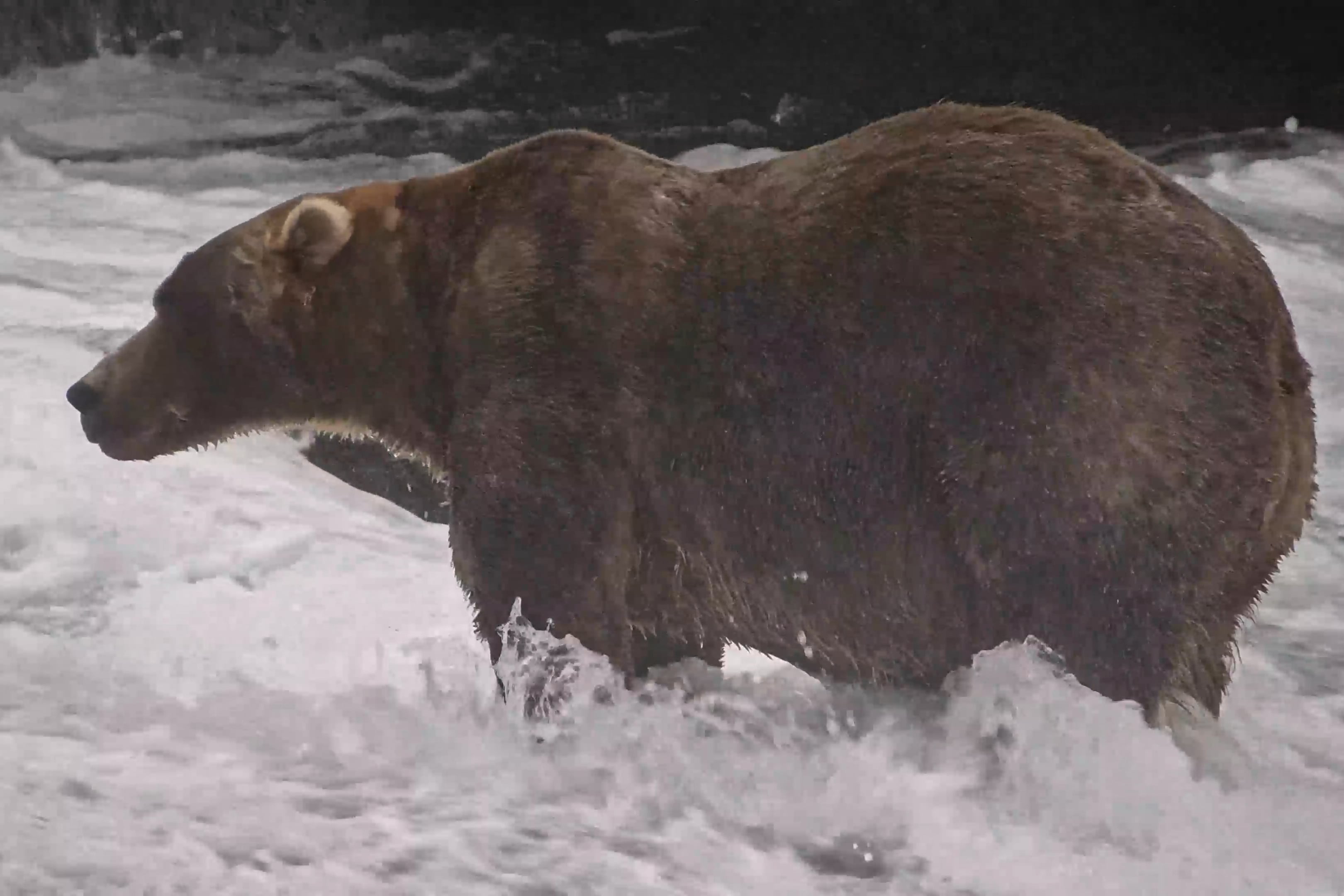 Backpack Wins Alaska's Fat Bear Week, Reclaiming Katmai's Heavyweight Crown
