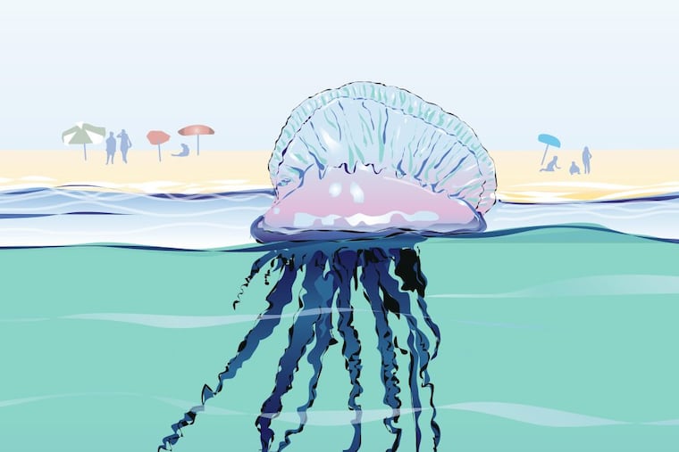 Portuguese man-of-war