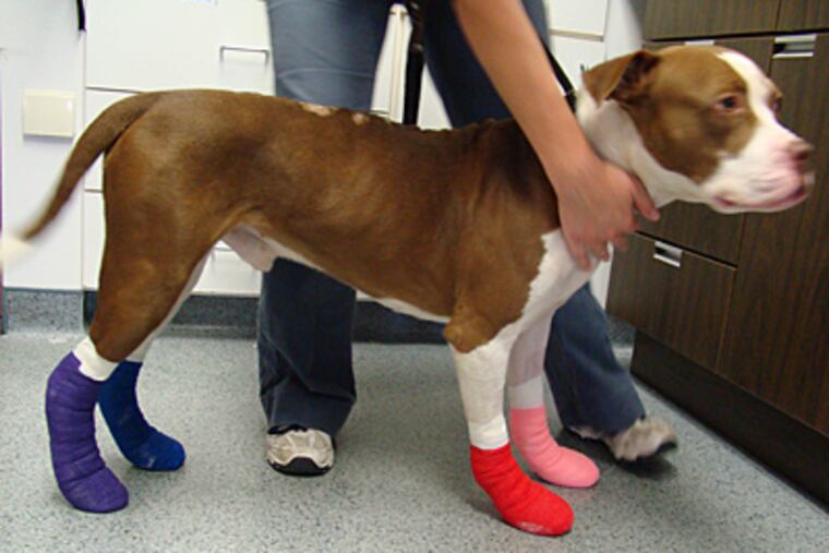 Bernie has recovered nicely from critical burns to his paw pads. His treatment included injection with stem cells.