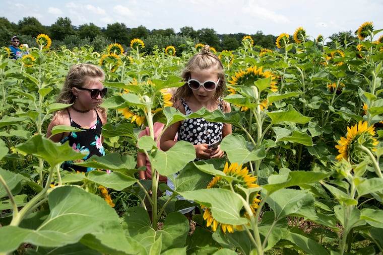 Allyson Reed, 7, Carter Reed, 5, and Madison Reed, 9, all of Woolwich, pick out sunflowers at Hill Creek Farms in Mullica Hill, N.J., in 2020.