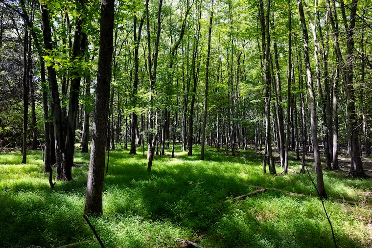 New growth along the Bunker Hill Trails in the Magic Forest in Cherry Hill Sunday, Aug. 31, 2025.