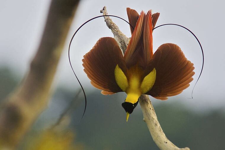 PHOTO: TIM LAMAN / NATIONAL GEOGRAPHIC