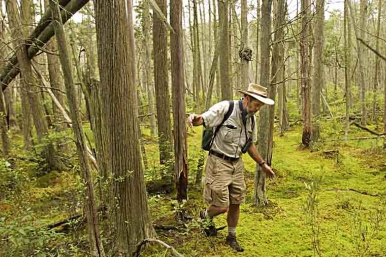 Russell Juelg, who takes hikers through the BATONA TRAIL, navigaqtes the pine bog around the Batona trail near Carranza Road in Wharton State Forest. Photo: Michael Bryant