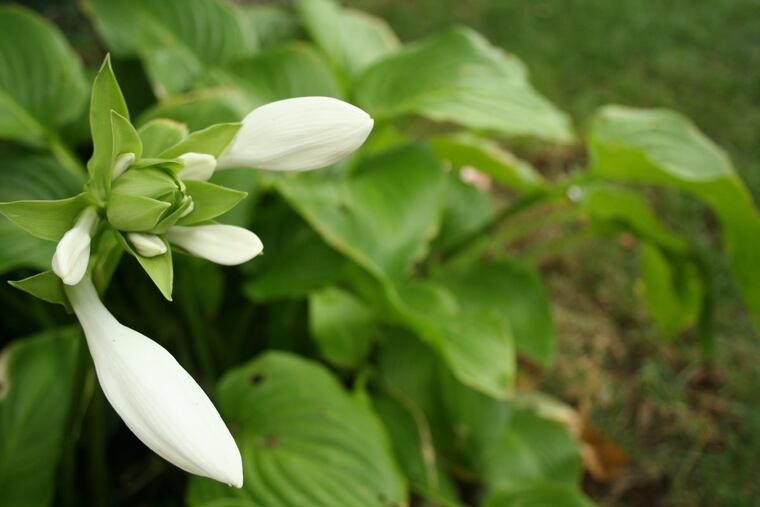 Time to divvy up the hostas.