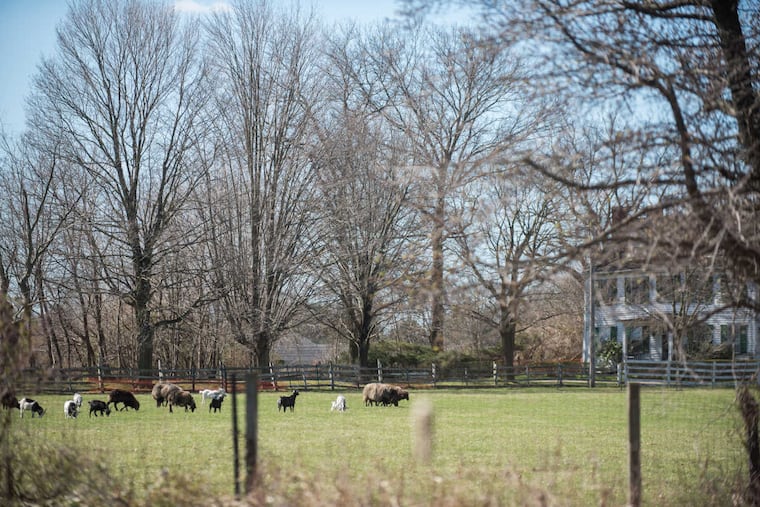 Livestock flock on the Hogan Farm, the proposed site of a $1 billion Virtua Health campus in Westampton, N.J.