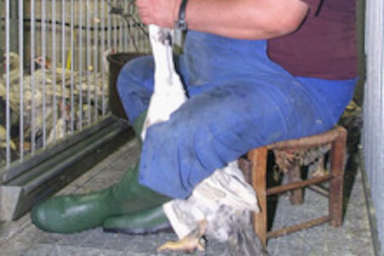 A farmer force-feeds grain to a duck in Montoulieu, France, part of the process of fattening its liver for foie gras. Research finding abnormal proteins in the liver of such fowl provides no direct evidenceof danger to people. But researchers do suggest that people with rheumatoid arthritis and some other diseases avoid eating foie gras.
