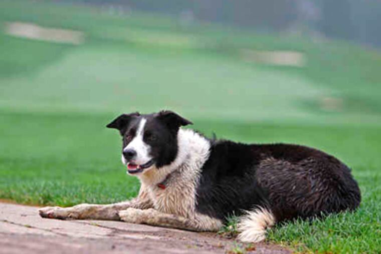 Charlie takes a breather at Aronimink's 11th tee. "She's just prepared to chase anything that moves," says a supervisor. (Michael Bryant / Staff Photographer)