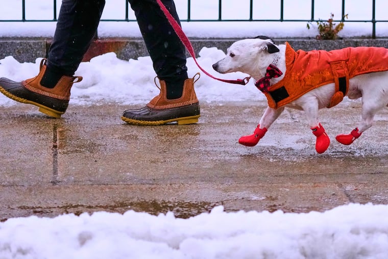 Jack, described as a mixed-breed mutt by his owner Shelley, keeps in stride on their afternoon walk in sleet and freezing rain, Monday, Dec. 29, 2025, in Manchester, N.H.