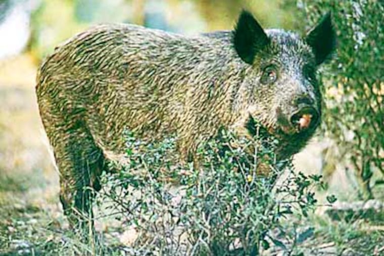 Feral Swine have been found in at least 14 counties in Pennsylvania.
