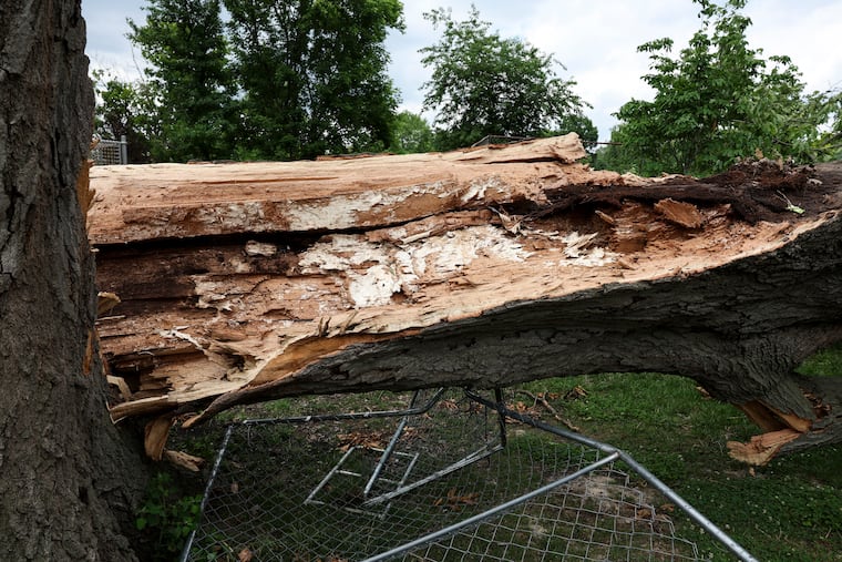 A large downed tree near the Anna C. Verna Playground at FDR Park on Sunday.