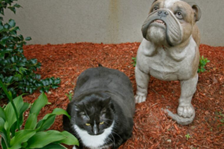 Shamu with a canine statue pal at the shelter. He will be up for adoption if his owner does not claim him within five days.