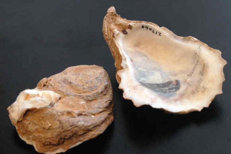 Philly Shell Example Philadelphia shells help measure pollution from BP oil spill