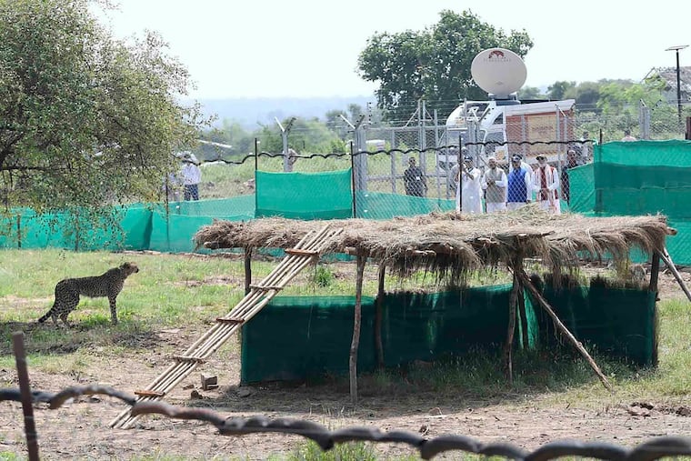 Indian Prime Minister Narendra Modi watches a cheetah after it was released in an enclosure at Kuno National Park on Saturday.