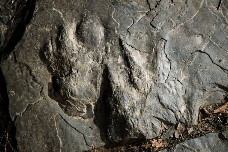 In this Feb. 28, 2019, photo, a fossilized dinosaur footprints are shown on a paving stone at Valley Forge National Historical Park in Valley Forge, Pa. A volunteer at the park outside Philadelphia recently discovered dozens of fossilized dinosaur footprints on flat rocks used to pave a section of hiking trail.