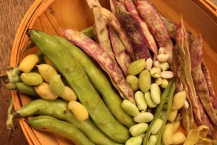 Spring beans, beautiful and and brilliant: They're plucked young so their inner beans don't need soaking; they take time to prepare, but are quick-cooking and creamy in texture.