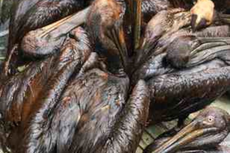 A group of oil-soaked brown pelicans wait to be cleaned at a rescue facility in Buras, La. The oil has been spreading east.