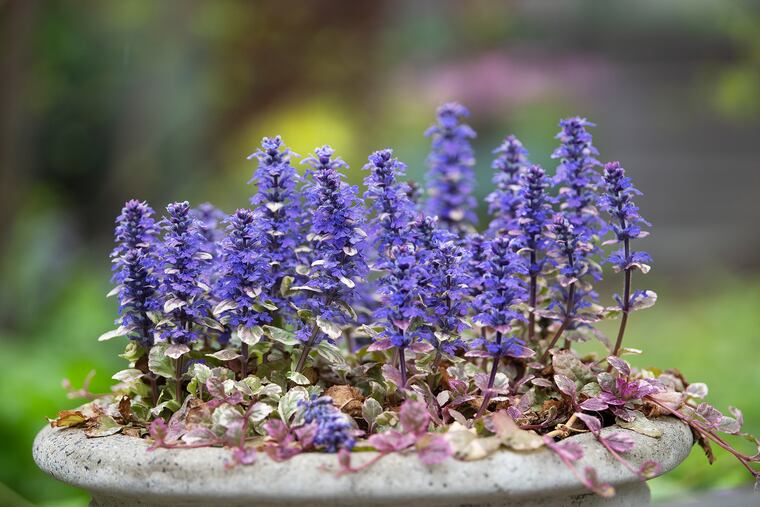 Japanese painted ferns are shown in Swarthmore on Tuesday, the day before the 50th anniversary of Earth Day.