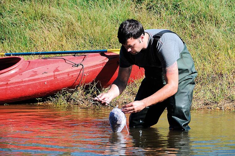 Grant Hackworth, a Stockton senior from Surf City, wades into the raceway just below thje new dam at Sunset Lake in Bridgeton, NJ to set one of several leaf-filled mesh bags in the water. The dried leaves are later removed and weighed to determine rate of composition by macroinvertebrates in the water (a sign of water condition) and to see what kind of life has taken up in the leaves.