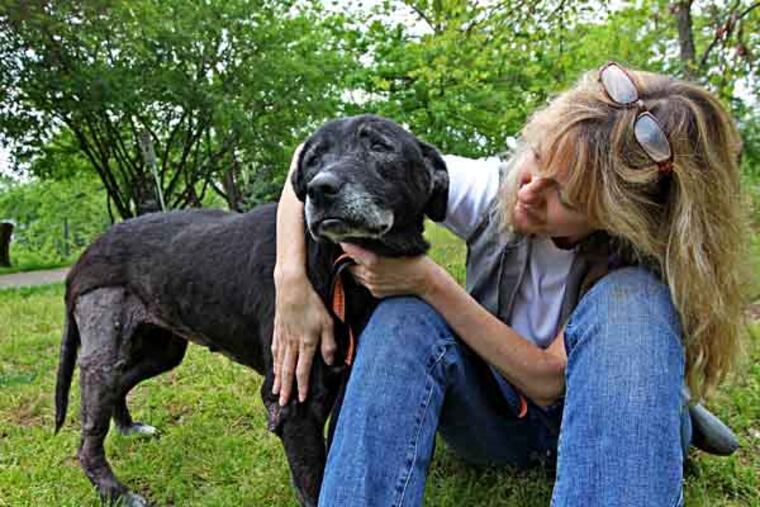 Brooke , the 10 year old Labrador mix, takes to air with Beth Kittrell, right, Director of Development for teh Bucks County SPCA. Brooke came to them with a 3.3 pound tumor on her back leg, eye, ear and skin infections, and very under weight. The aging black Labrador mix found tied to a rock in a rising Bucks County creek in May has been adopted and will be headed to her new home this weekend. Brooke is going to a home in Maryland. She is current;y at the Bucks County SPCA shelter. 05/16/2013 ( MICHAEL BRYANT / Staff Photographer )