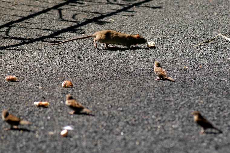 A rat in Franklin Square.