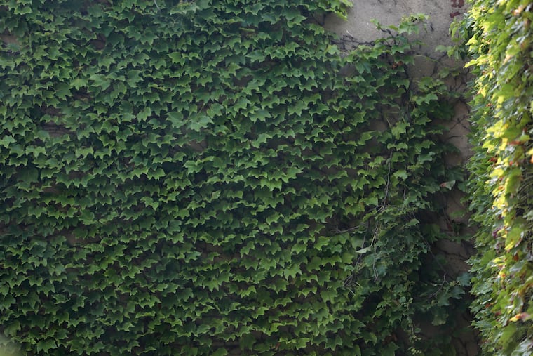 Invasive English ivy grows on a condominium on Third Street in Queen Village. While some homeowners love the look, the ivy can damage some surfaces.