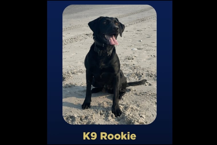 Camden man is arrested after a K-9 dog finds a phone allegedly used to solicit nude images from 7-year-old girl Camden man is arrested after a K-9 dog finds a phone allegedly used to solicit nude images from 7-year-old girl