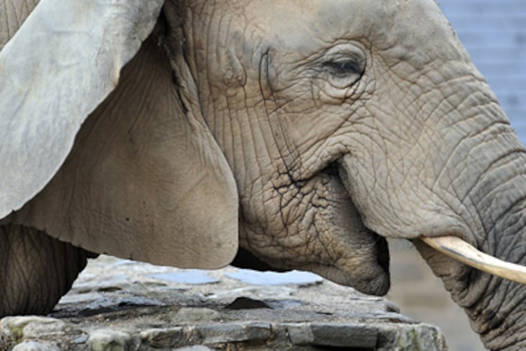 Kallie will be moved with Bette soon after the July Fourth weekend. (Sharon Gekoski-Kimmel / Staff Photographer)
