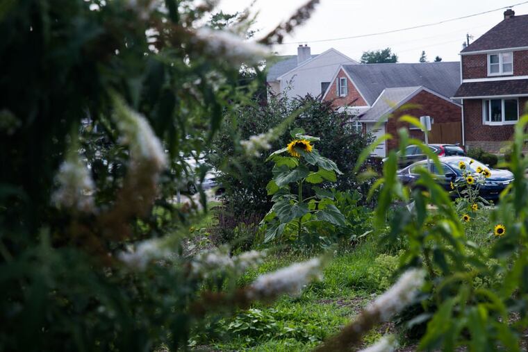 The student-run garden adjacent to Fox Chase Elementary School. Fox Chase has a new focus on agricultural education, part of a systemwide push for sustainability.