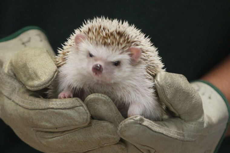 Hedgehogs have been linked to 11 reported cases of Salmonella infections in eight states.