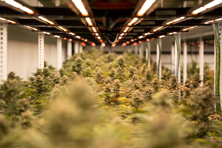 Rows of medical marijuana plants are grown under controlled day-light bulbs at the Cannabist medical marijuana growing facility.