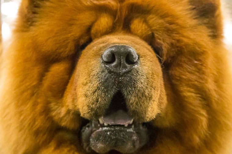 Chow chow, one of more than 175 breeds at kennel Club of Philadelphia's National Dog Show. (STEVE GRIFFITH)