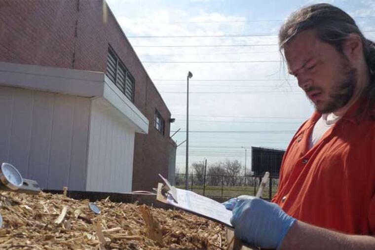 Inmate Shawn O'Hanlon checks the temperature of compost at the old Holmesburg Prison. The prisons' green-programs coordinator has applied for a grant to expand the program. (Dana DiFilippo / Staff)